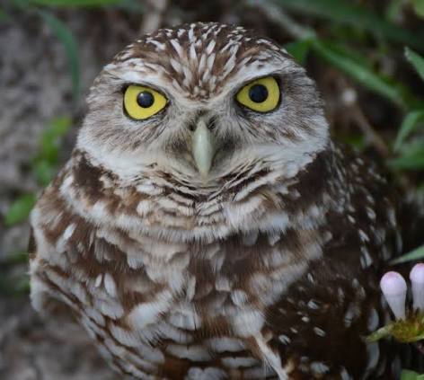 Burrowing Owl