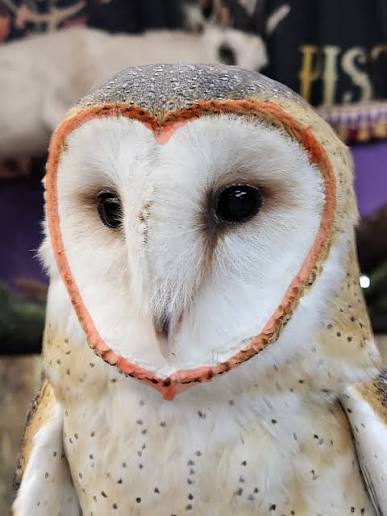 Barn Owl