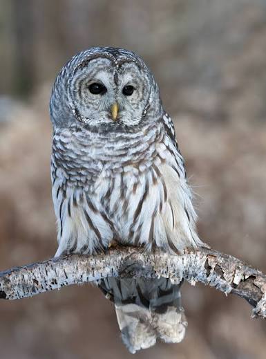 Barred Owl