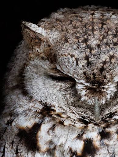 Screech Owl